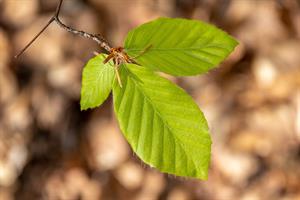 beech